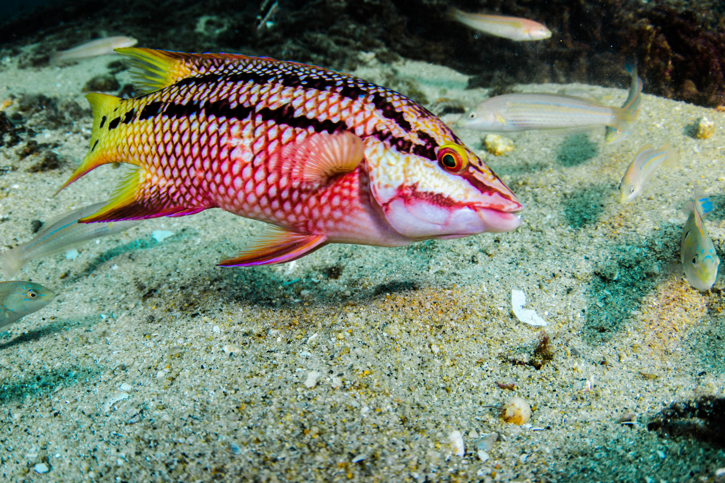cabo pulmo national park (2).webp